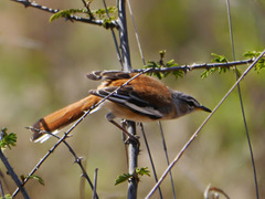 Cercotrichas leucophrys