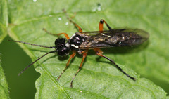 Macrophya