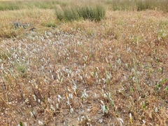 Arctotheca forbesiana