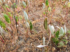 Arctotheca forbesiana