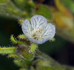 Phacelia leonis