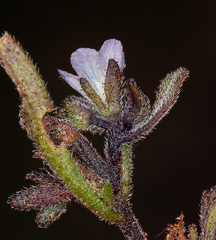Phacelia leonis