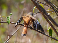 Cercotrichas leucophrys