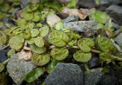 Epilobium komarovianum