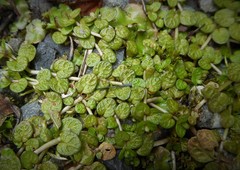 Epilobium komarovianum