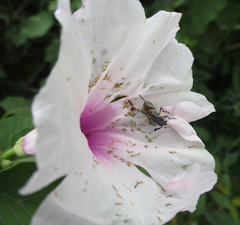 Ceroctis bohemanni