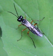 Macrophya