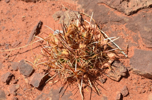 Sclerocactus whipplei