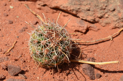 Sclerocactus whipplei