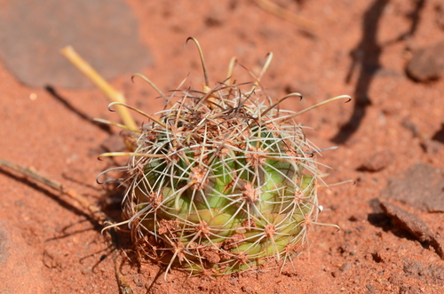 Sclerocactus whipplei