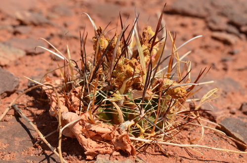 Image of Devil's-claw barrel cactus by (c) Trevor Harding, some rights reserved (CC BY)