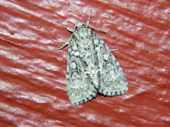 Acronicta fragilis