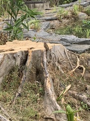 Passer montanus