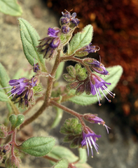 Phacelia marcescens