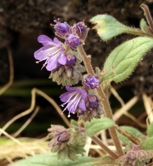 Phacelia marcescens