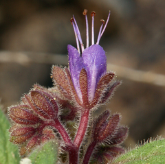 Phacelia marcescens
