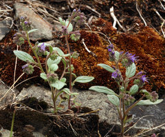 Phacelia marcescens