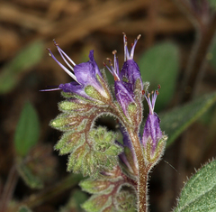 Phacelia marcescens