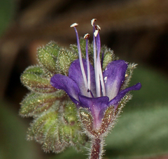 Phacelia marcescens
