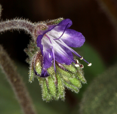 Phacelia marcescens