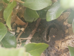 Oxytrigona tataira