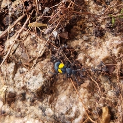 Lystronychus equestris