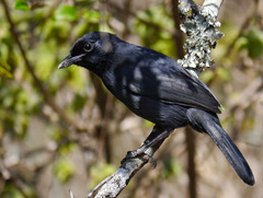 Laniarius funebris