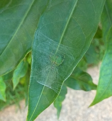 Bijoaraneus mitificus