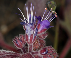 Phacelia marcescens
