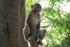 Macaca mulatta