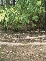 Copsychus saularis