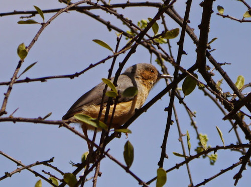 Red-faced Crombec