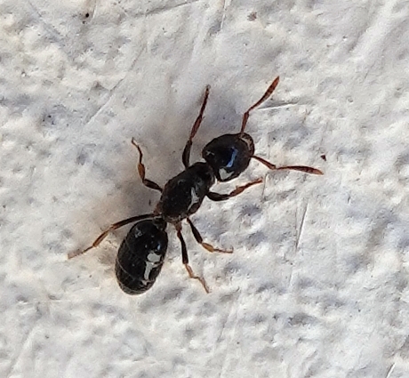 Lasius coloradensis