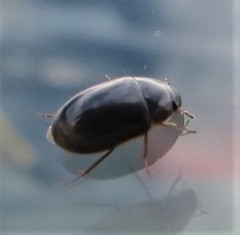Hydrobius