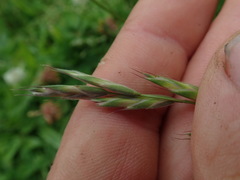 Bromus lithobius