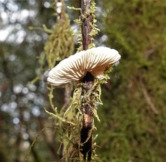 Fayodiaceae