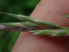 Bromus lithobius