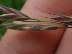 Bromus lithobius
