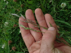 Bromus lithobius