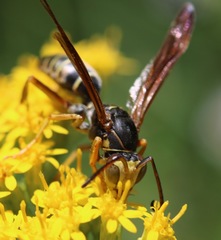Polistes fuscatus