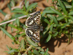 Ernsta colotes transvaaliae