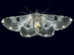 Cleora displicata
