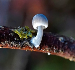 Mycena amicta