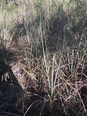 Cladium mariscus jamaicense