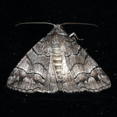Dysbatus singularis