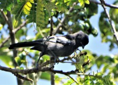 Melaniparus niger niger