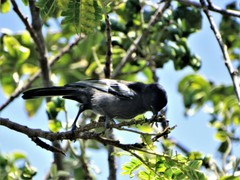 Melaniparus niger niger
