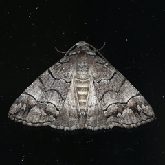 Dysbatus singularis