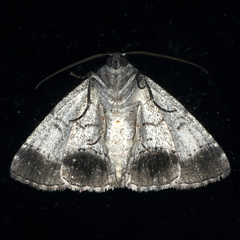Dysbatus singularis