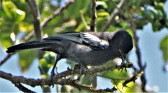 Melaniparus niger niger